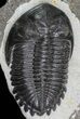 Hollardops Trilobite - Large Specimen #68644-2